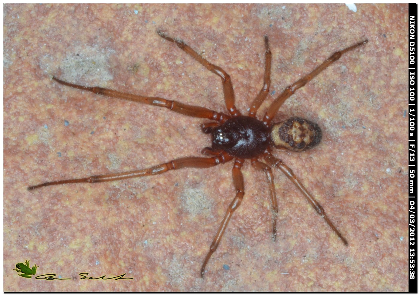 Steatoda nobilis da Usini