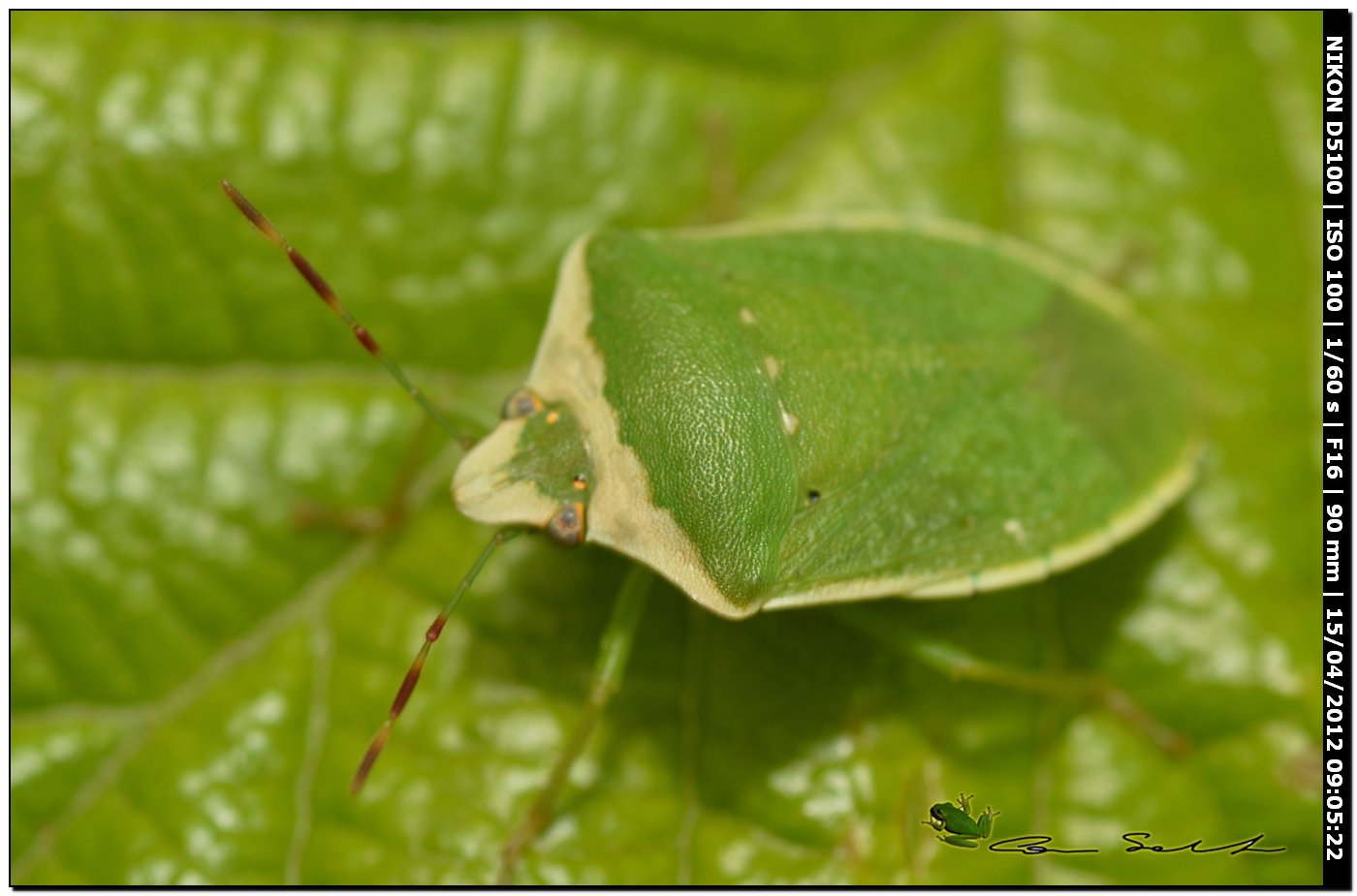 Pentatomidae: Nezara viridula forma torquata (SS)