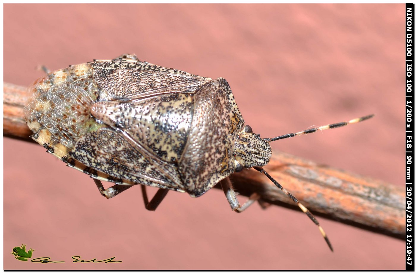 Pentatomidae: Rhaphigaster nebulosa della Sardegna (SS)