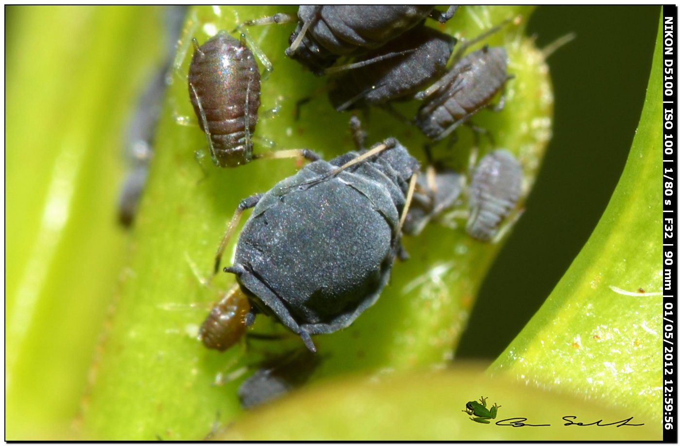 Afidi neri su Viburmun lucidum - Aphis sp.