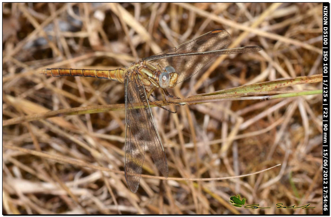 Orthetrum coerulescens anceps ♀