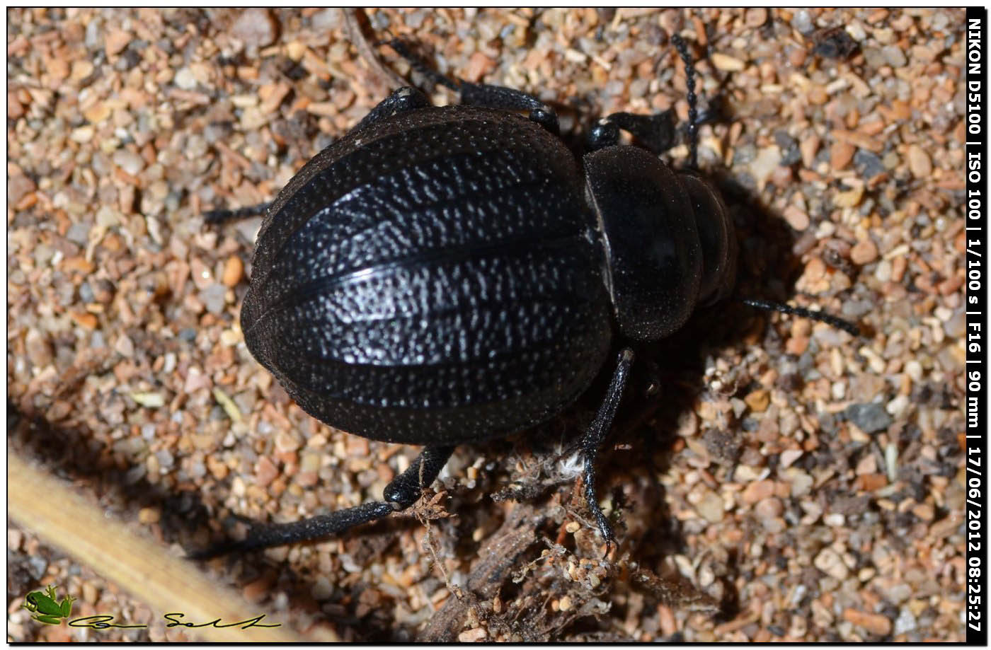 Pimelia sp.