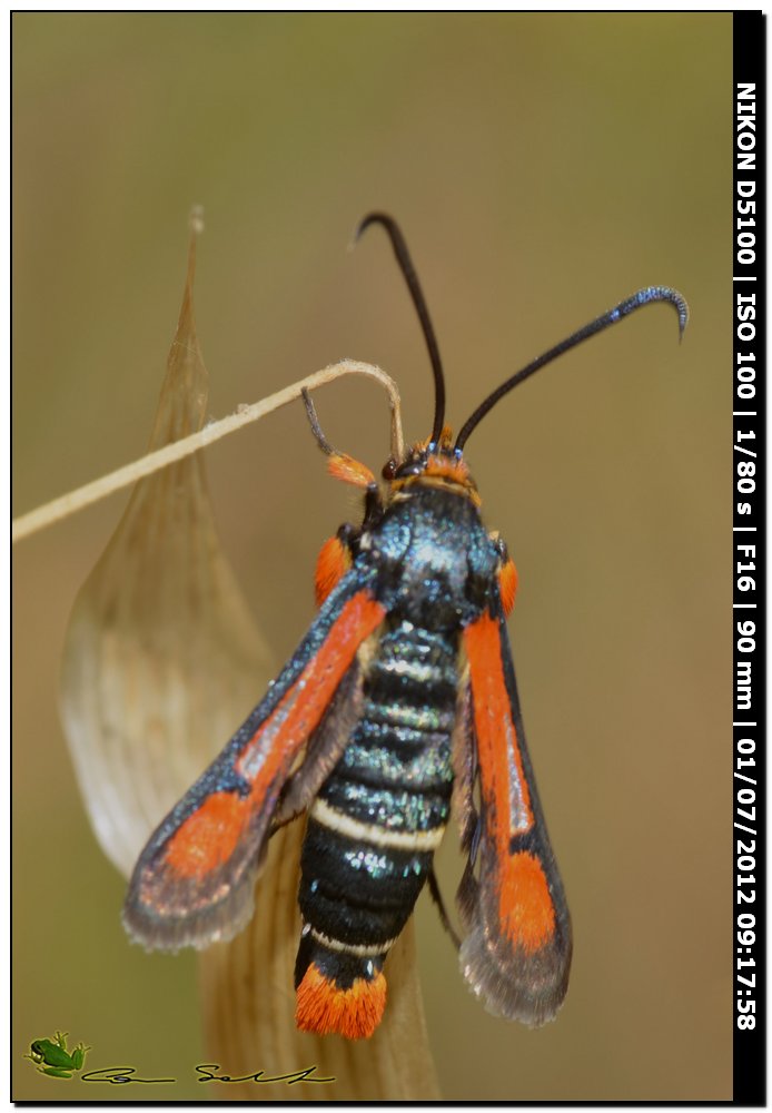Pyropteron chrysidiforme, Sesiidae