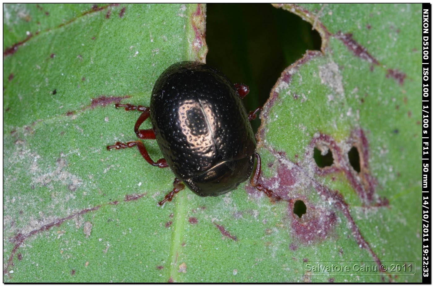 Chrysomelidae, Chrysolina bankii?