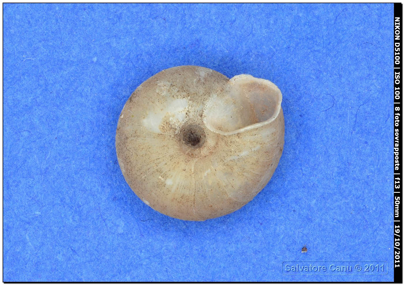 Caracollina (Caracollina) lenticula