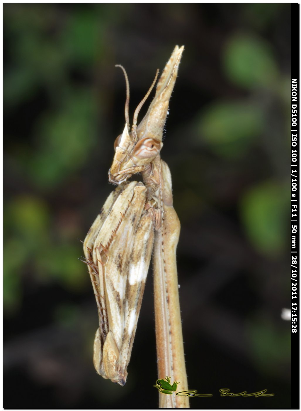 Empusa pennata