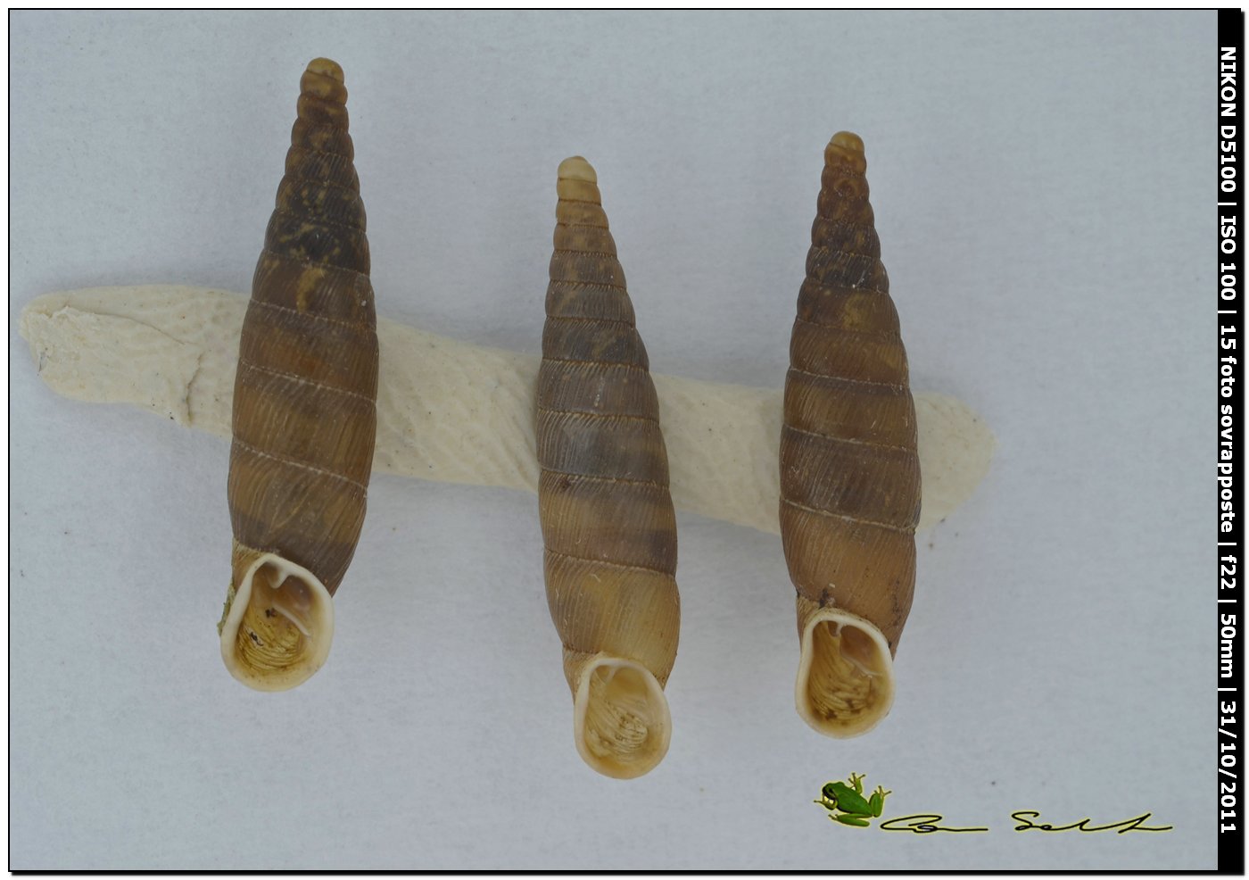 Choclodina kuesteri