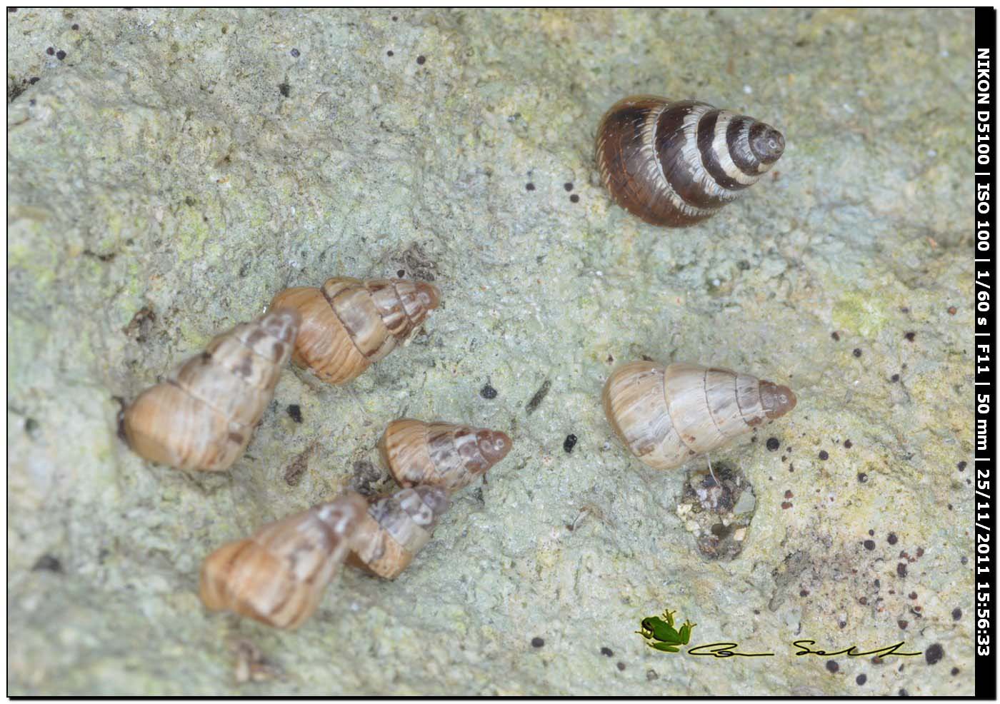 Cochlicella da determinare