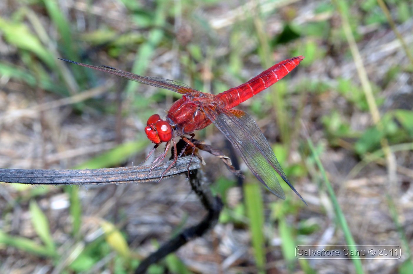 Crocothemis erythraea maschio