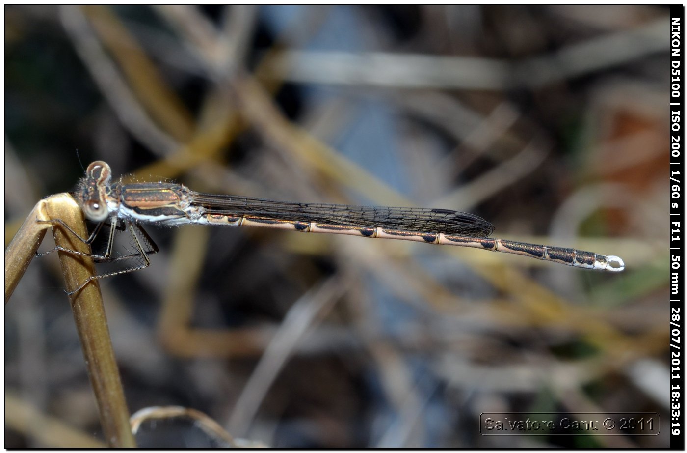 Coenagrion o Lestes?? - Sympecma fusca