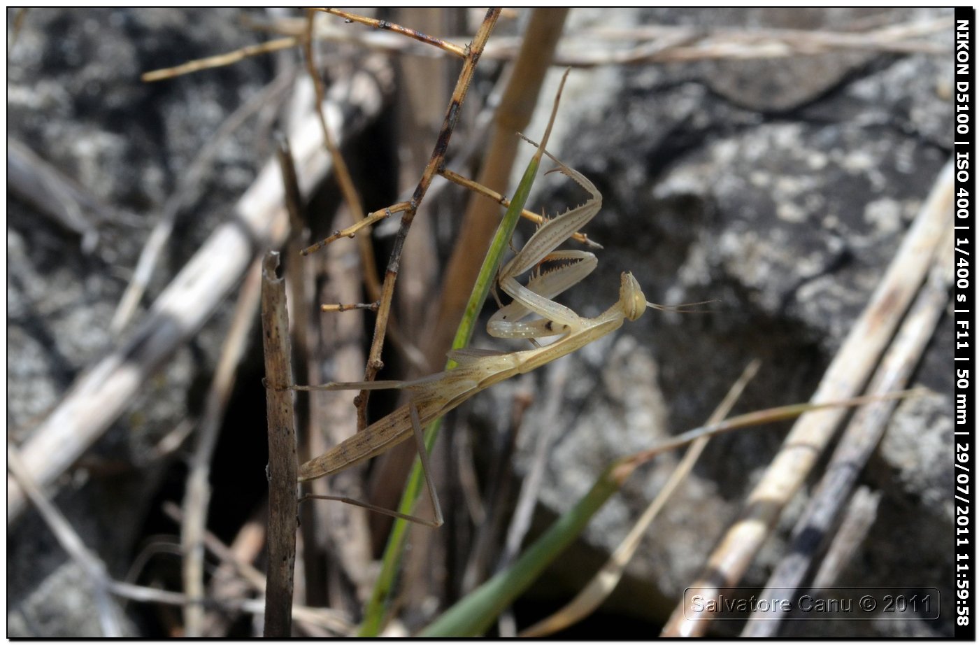 Ninfa di Mantis religiosa