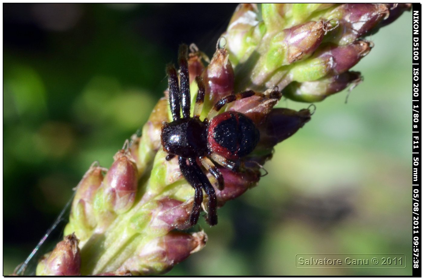 Synaema globosum
