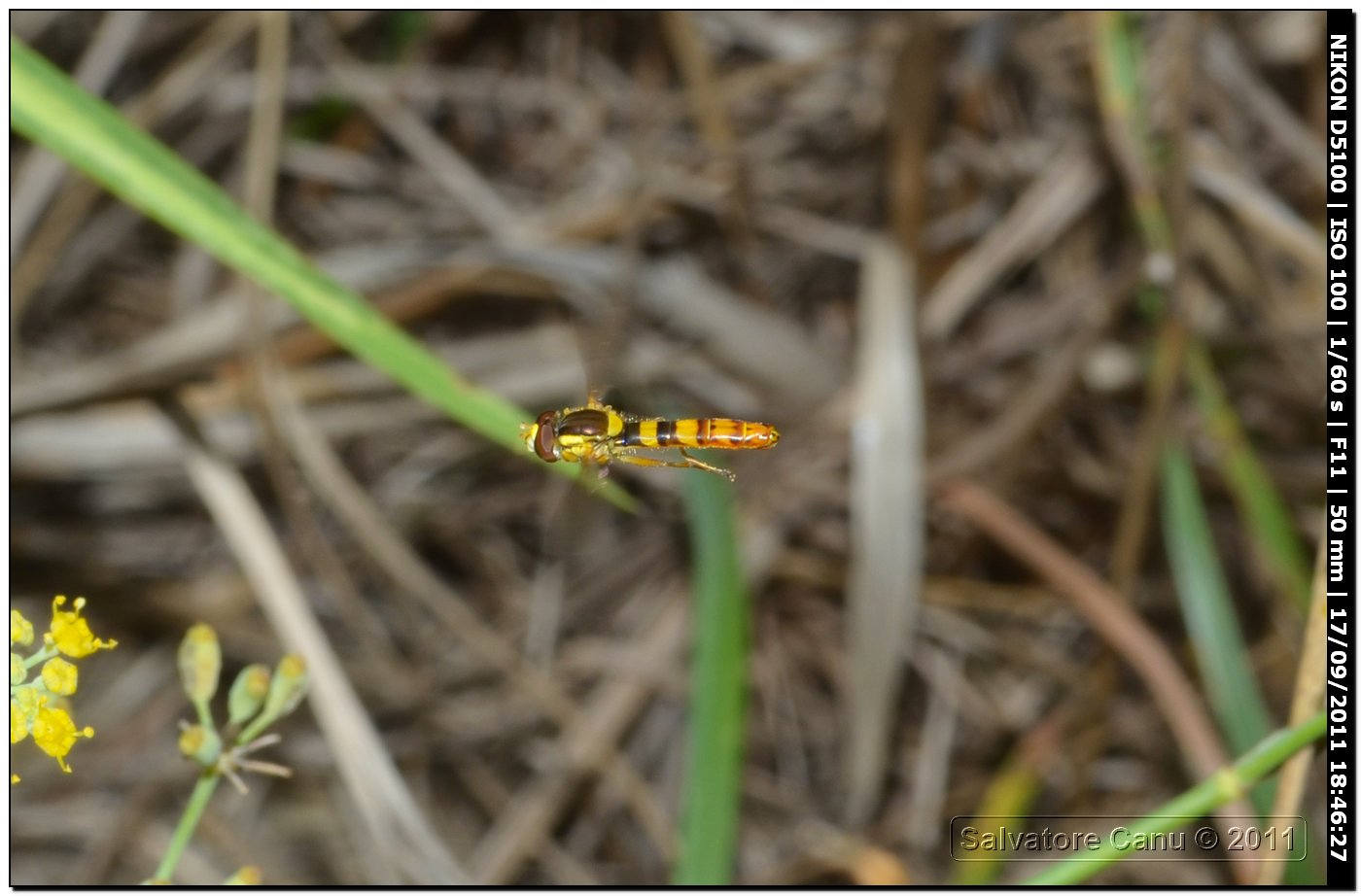 Syrphidae - Sphaerophoria scripta