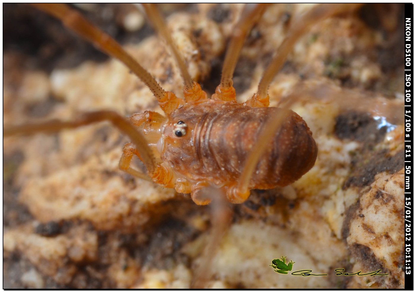 Opilione sardo: Opilio sp. - o non (?)