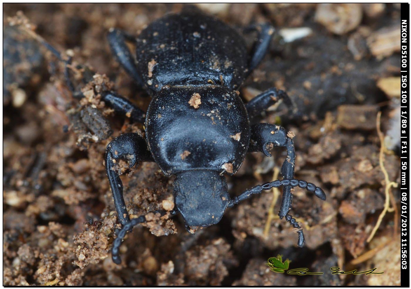 Scaurus cfr atratus