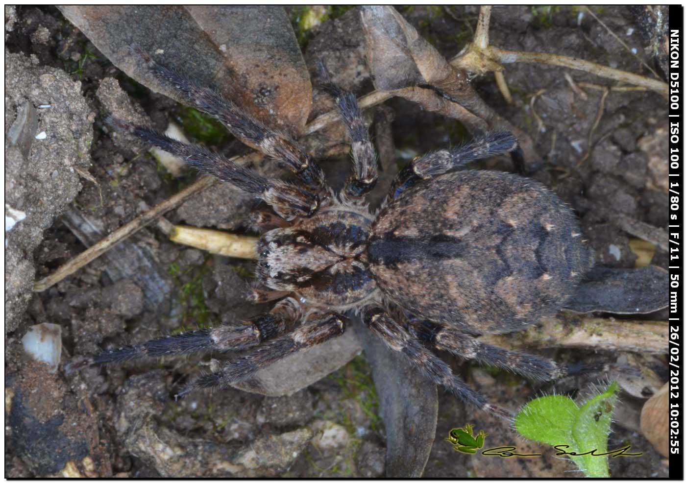 Zoropsis sp.