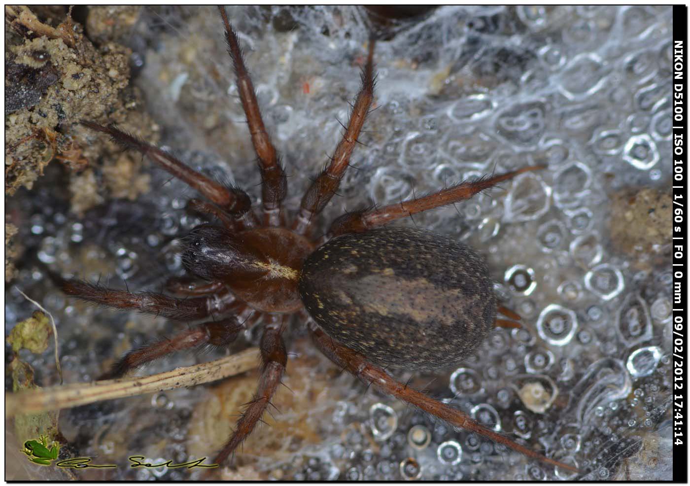 Lycosoides coarctata