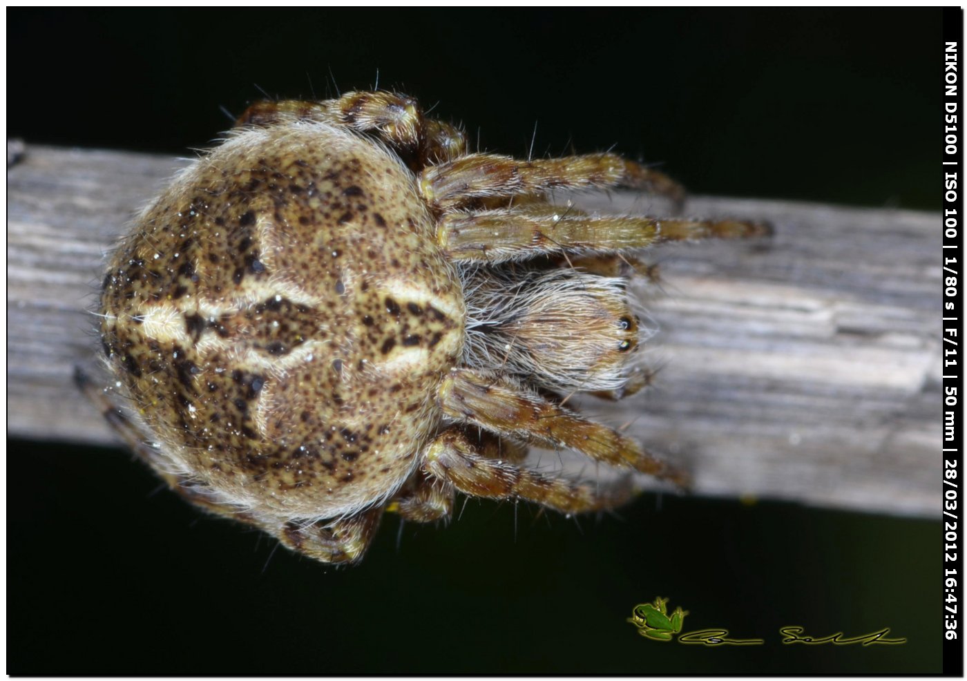 Agalenatea redii
