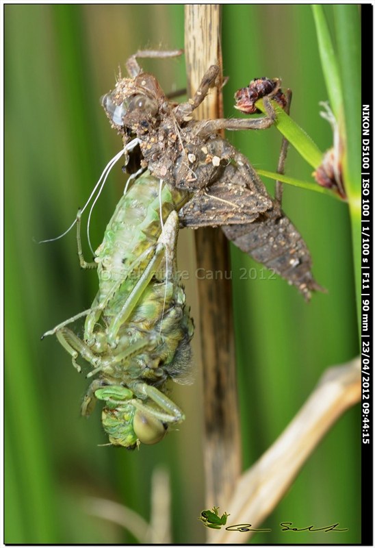 Orthetrum cancellatum, metamorfosi