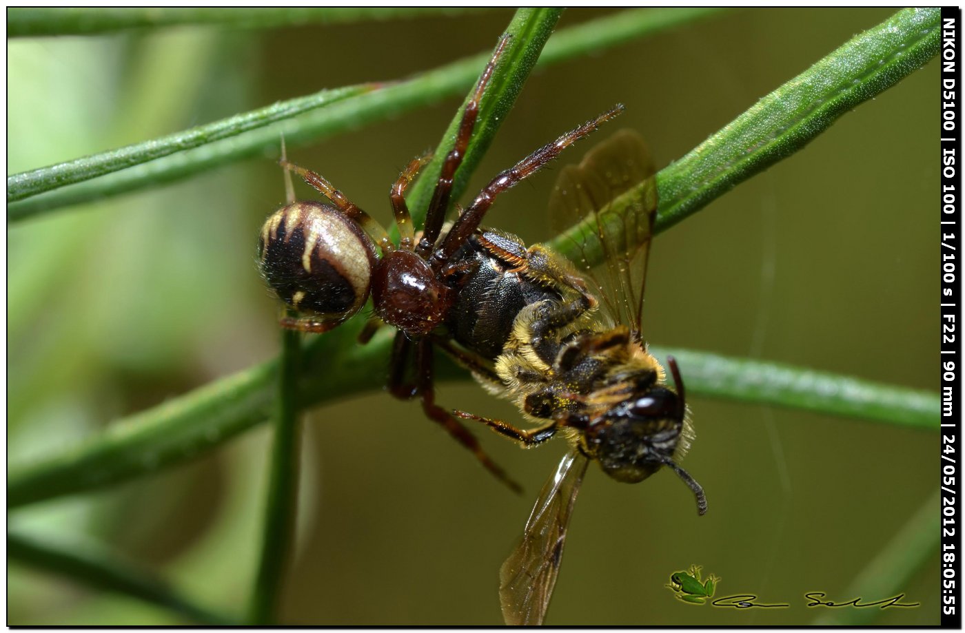 Synema globosum ♀ con preda