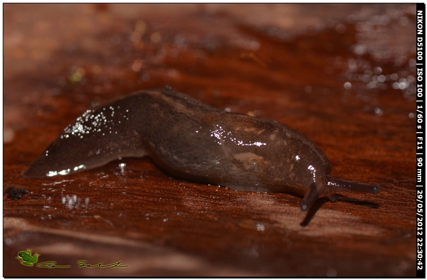 Limax gruppo corsicus?