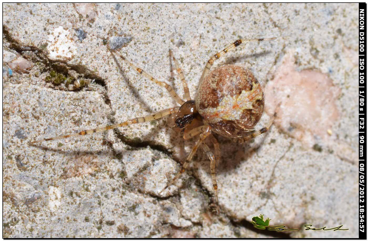 Theridion sp. ♀