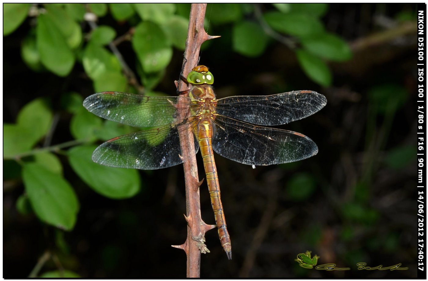 Aeshna Isosceles ♂