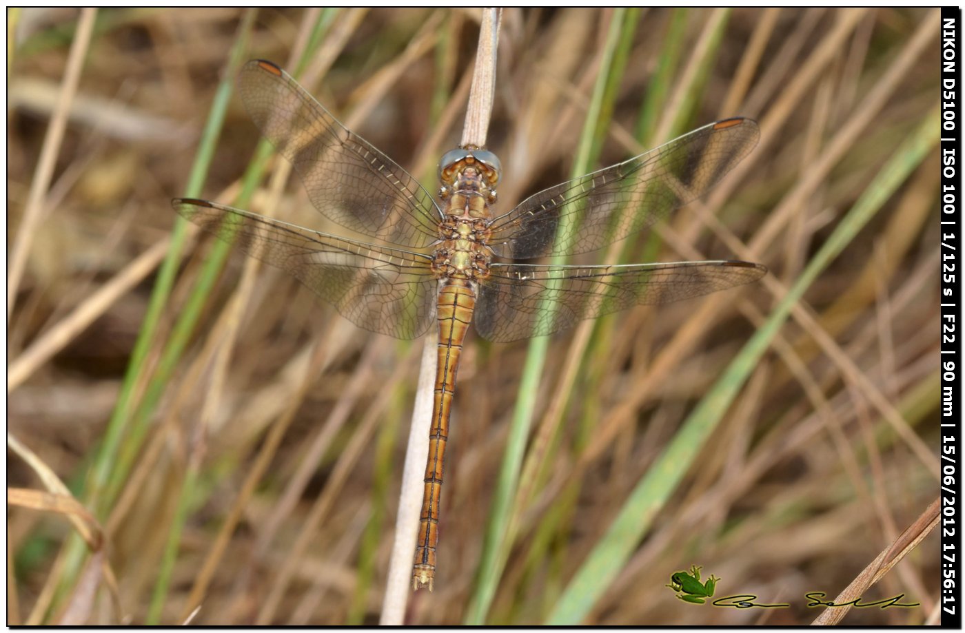Orthetrum coerulescens anceps ♀