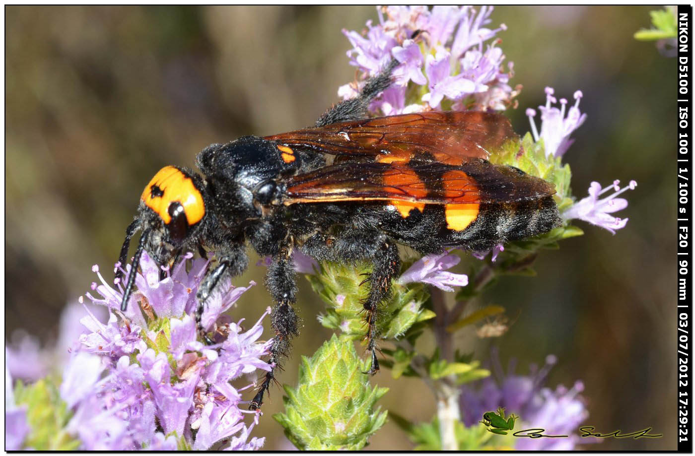 Megascolia flavifrons, Scoliidae
