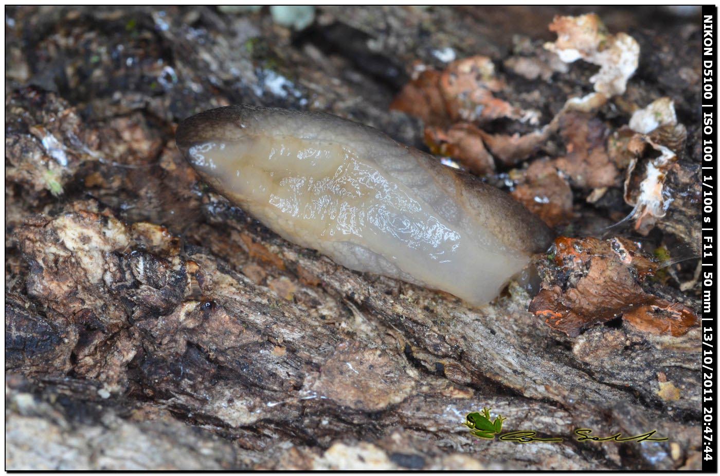 Milacide, Milax nigricans?