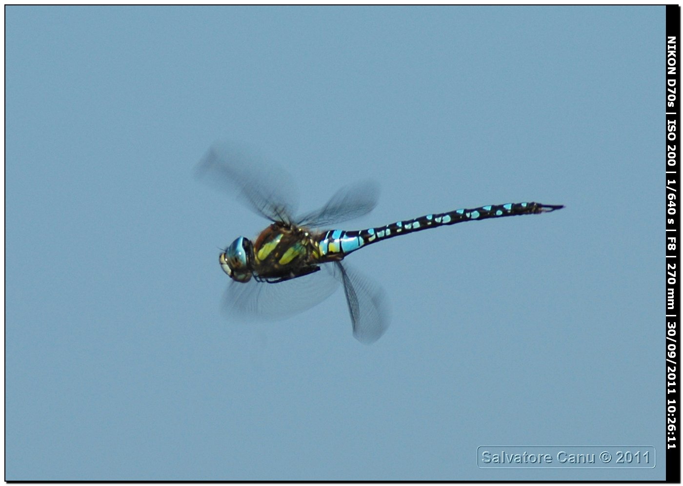 Aeshna mixta in volo con tecnica trap-focus