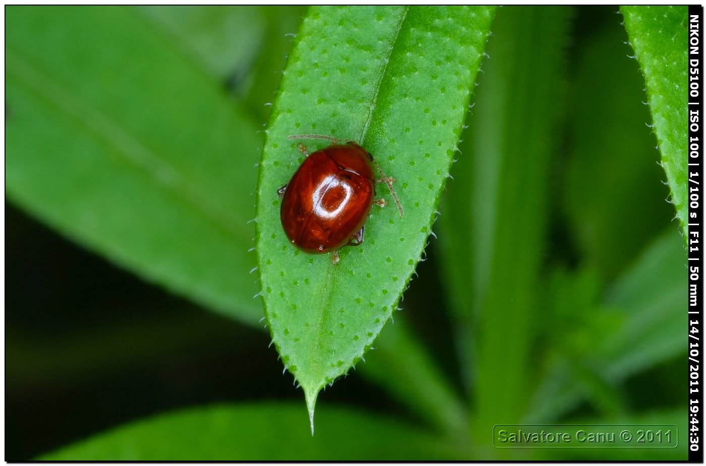 Spaeroderma rubidum