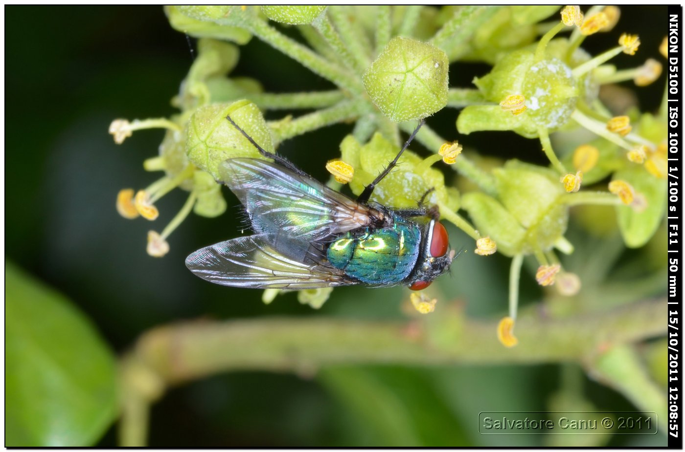 Lucilia sericata