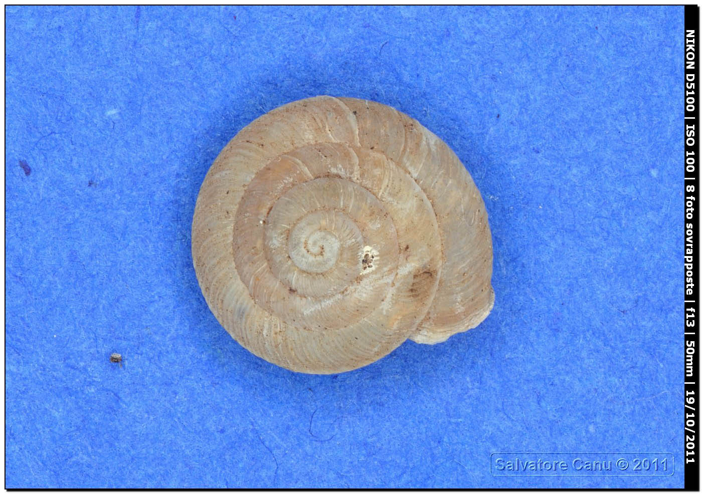 Caracollina (Caracollina) lenticula