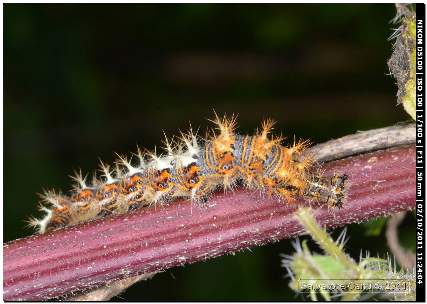 bruco da determinare - Polygonia c-album