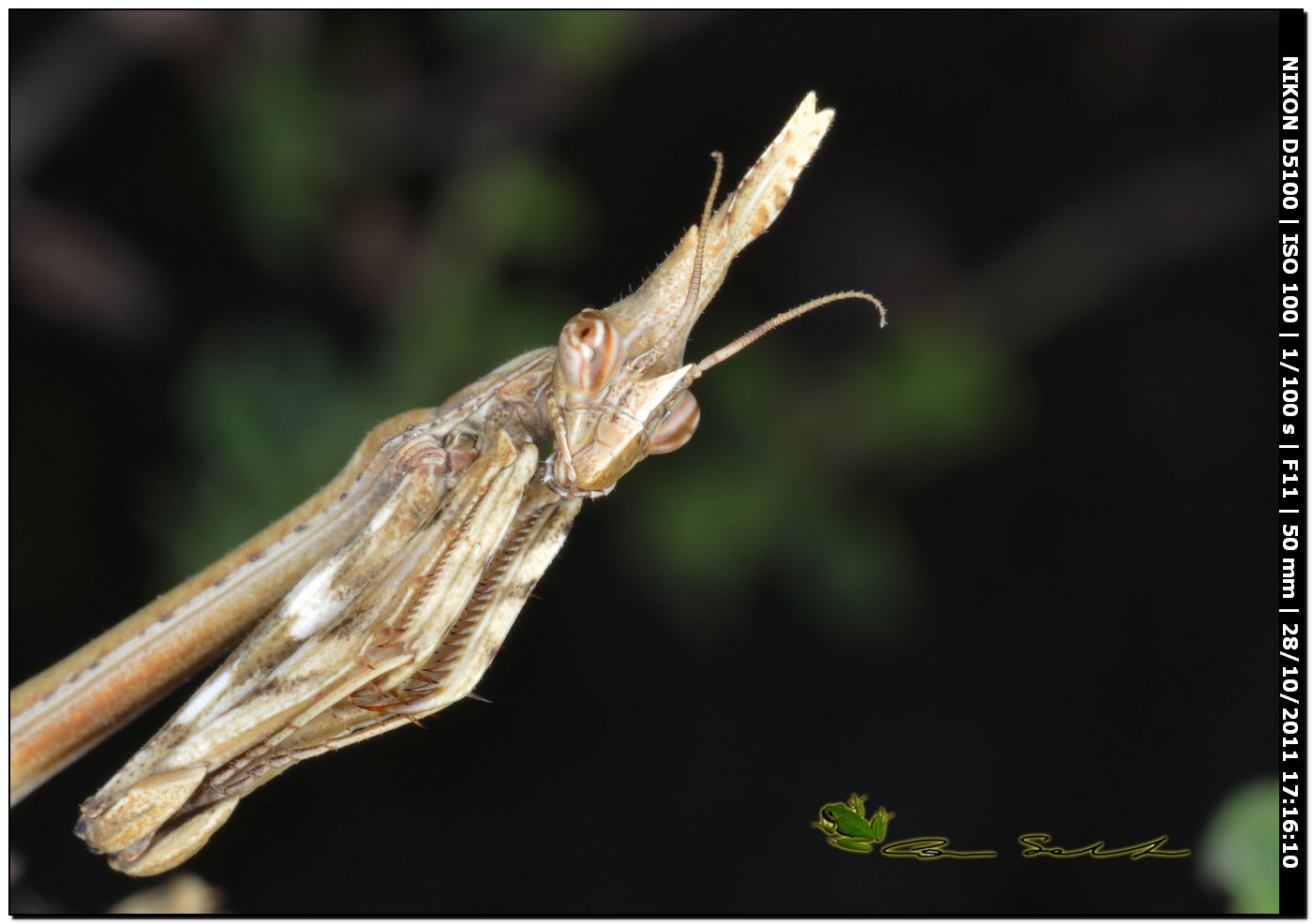 Empusa pennata