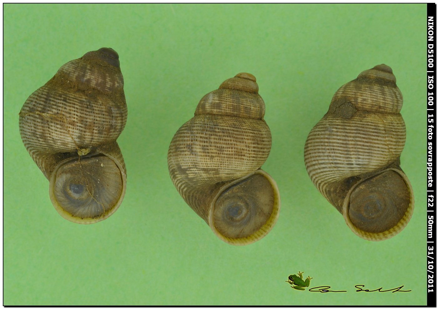 Pomatias elegans