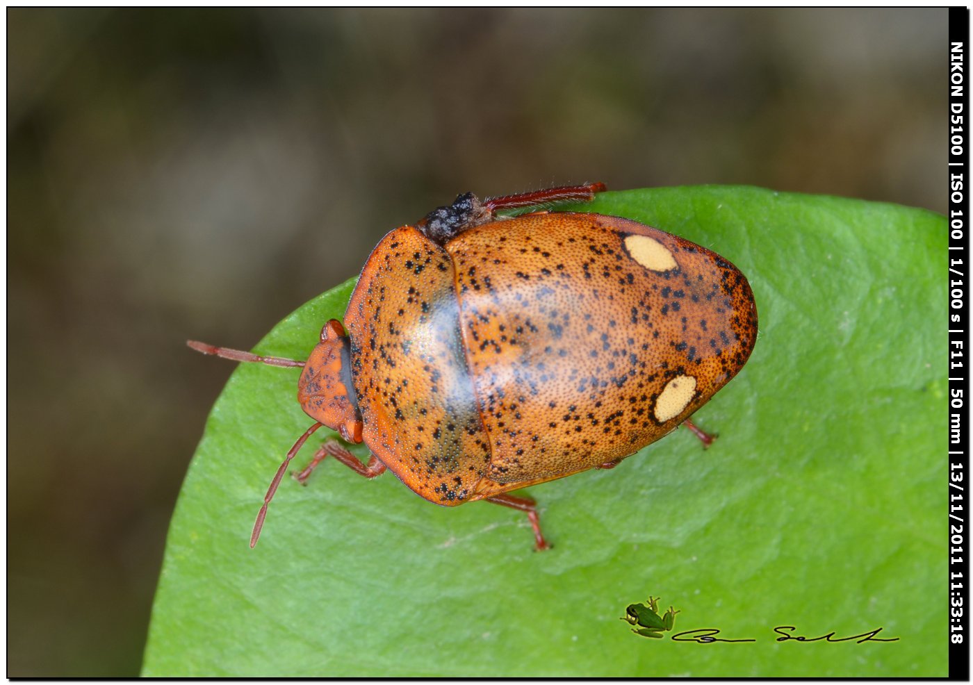 Scutelleridae: Solenosthedium bilunatum della Sardegna