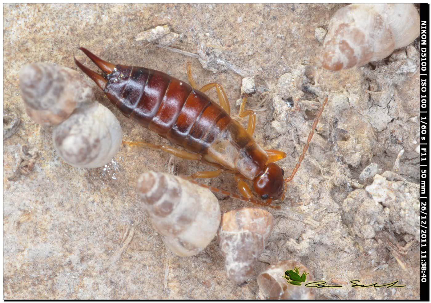 femmina di Forficula decipiens?