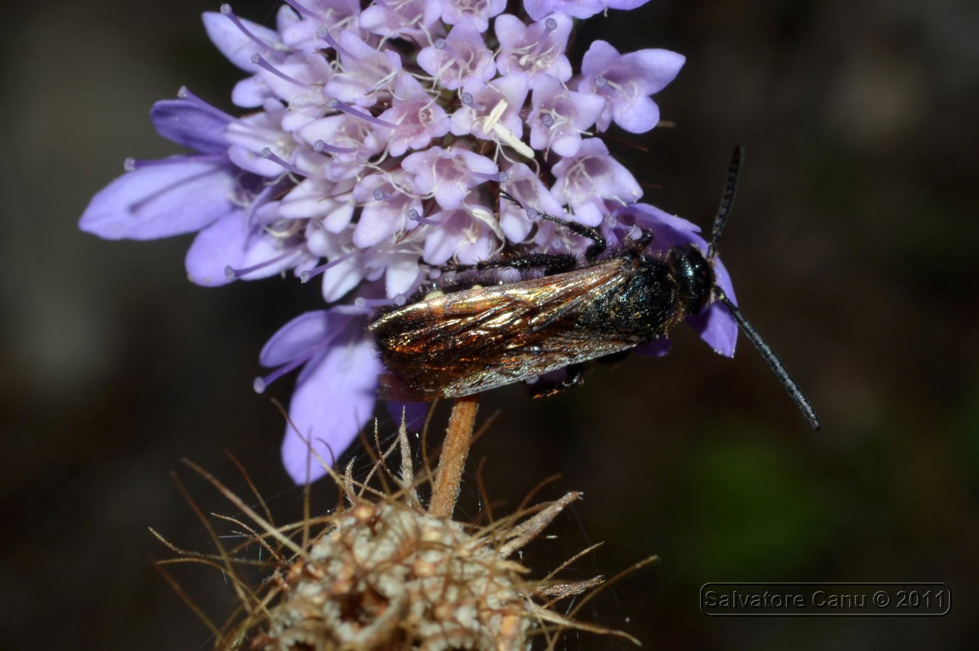 Scolia sexmaculata??