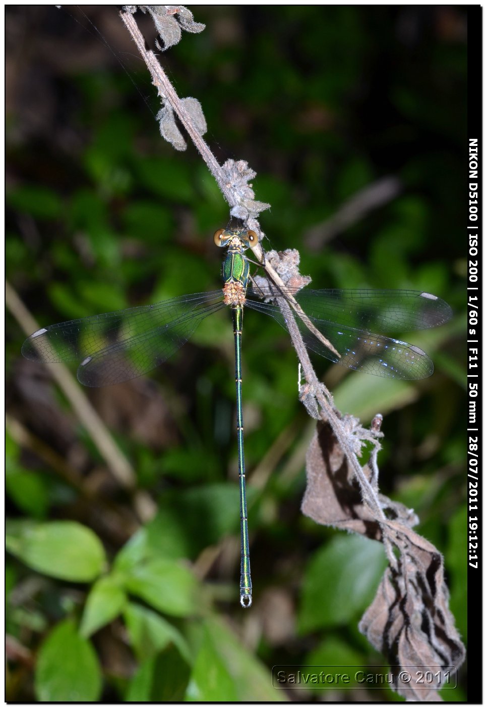 Lestes?