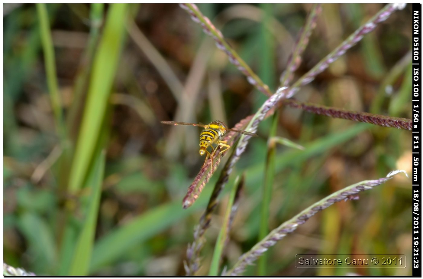 Syrphidae da identificareSphaerophoria scripta