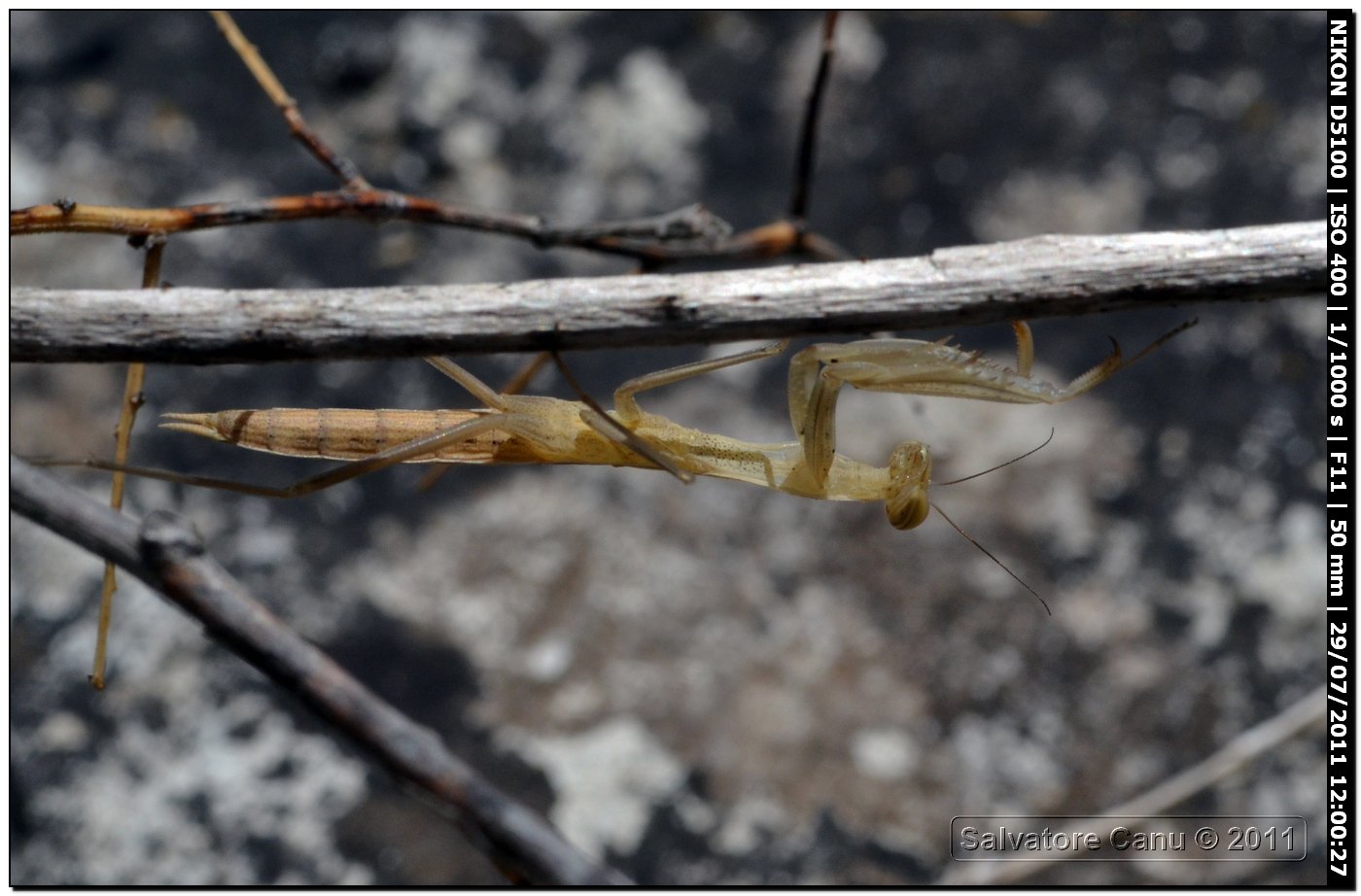 Ninfa di Mantis religiosa