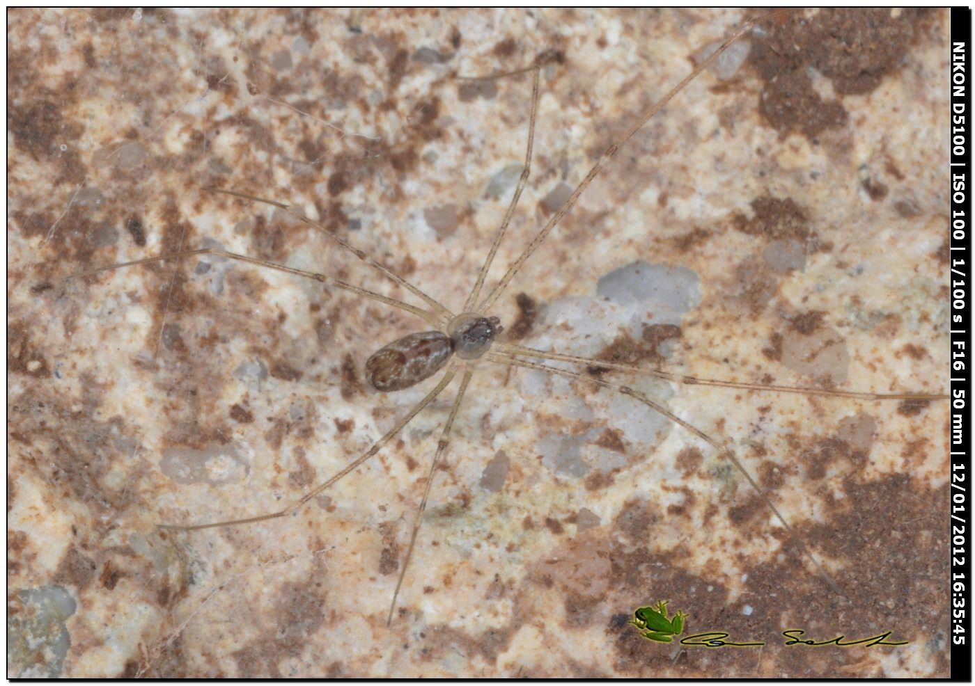 Holocnemus pluchei