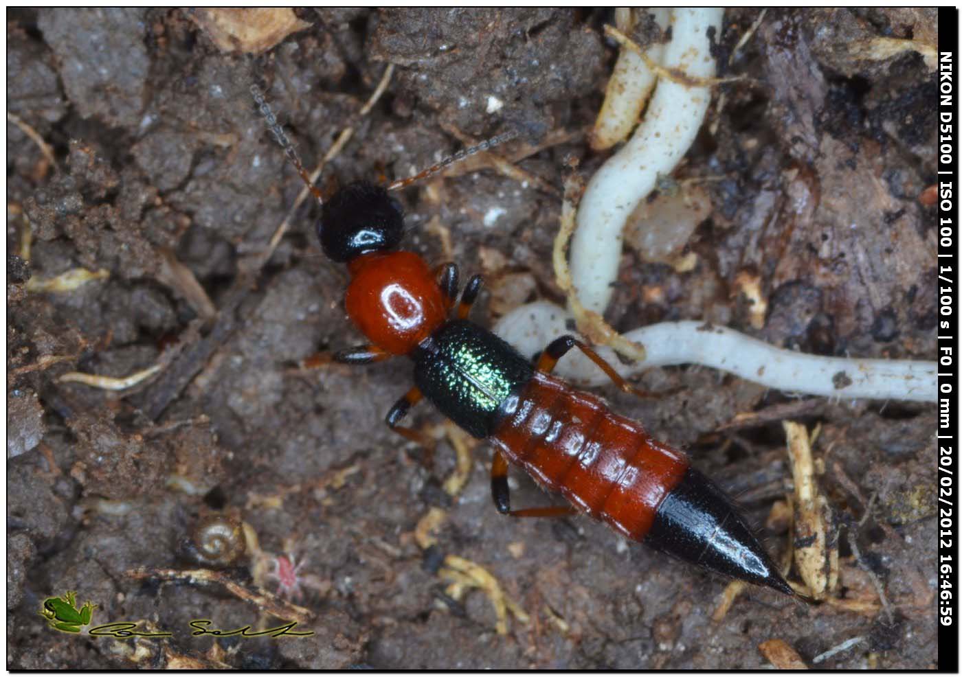 Paederus littoralis