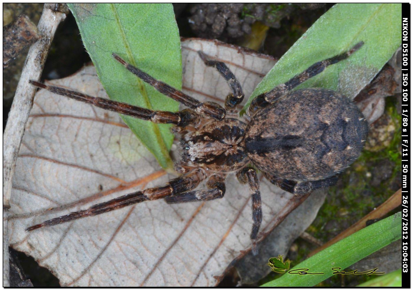 Zoropsis sp.
