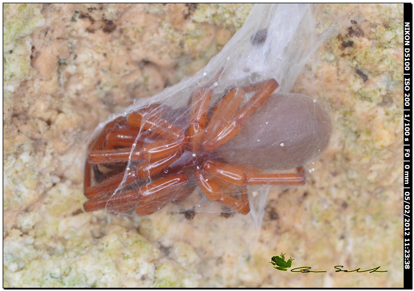 Dysderidae da Usini  - Dysdera sp.