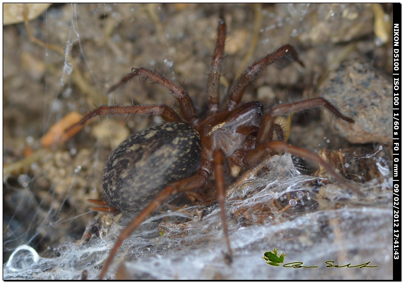Lycosoides coarctata