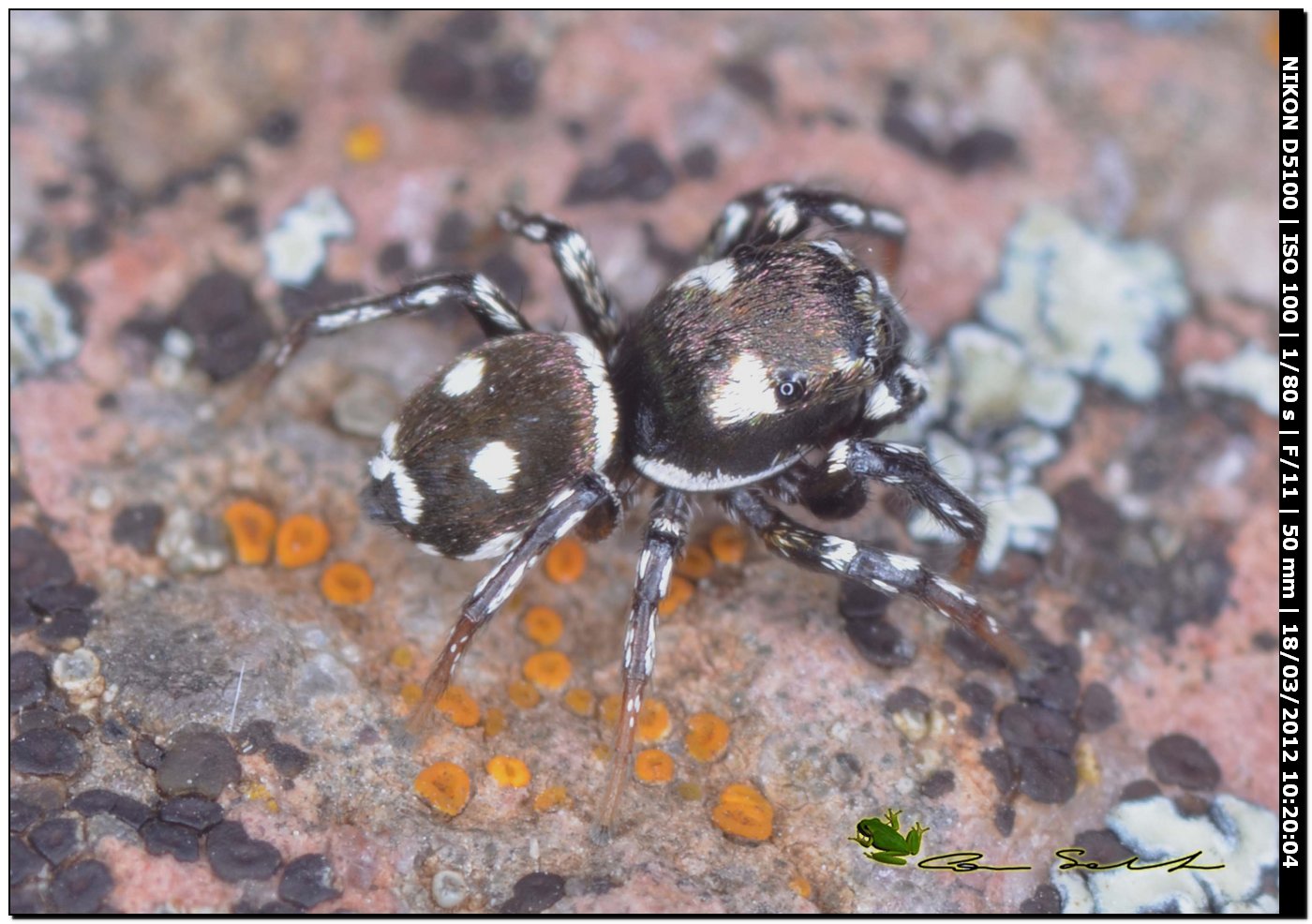 Heliophanus sp.