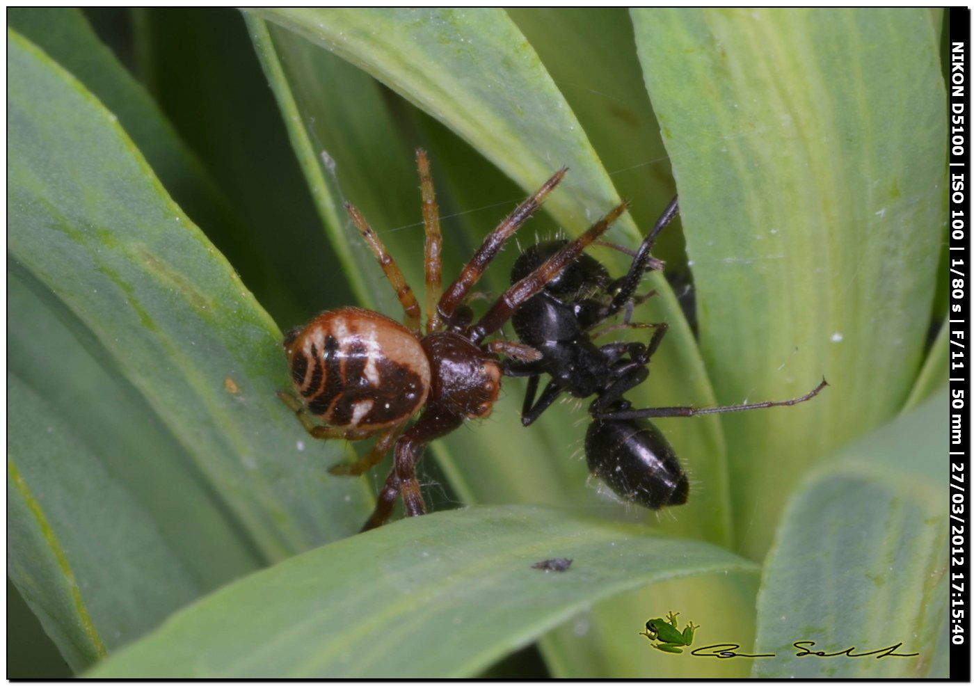 Synema globosum da Usini